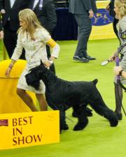 Katherine Bernardin and Monty, her giant Schnauzer, enroute to winning the Best in Show at the 149th Annual Westminster Kennel Club Dog Show.