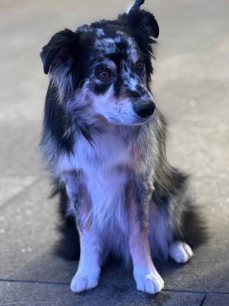 Willie a 7year old Australian Shepherd and the Master Obedience Champion at Westminster Kennel Club Dog Show on Feb. 17.