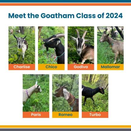 <b>Riverside Park Conservancy shared the Goatham Class of 2024 lineup earlier this summer, featuring the returning fan-favorite goat, Mallomar. </b>