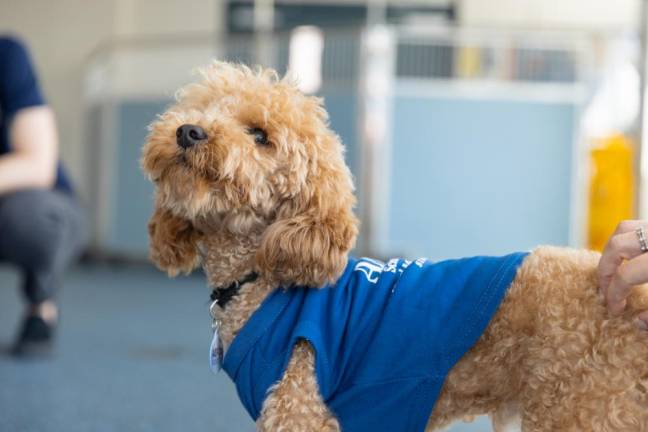 Rocket, now happy and healthy, awaits adoption in the next couple days.