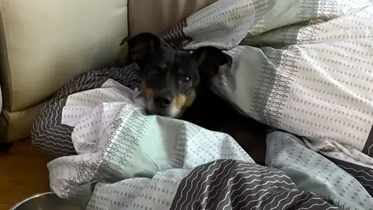 Bella is a Miniature Pinscher who was beloved as she roamed the East Village neighborhood with her owner, 75-year-old Robert Bartolomey, who died in an apartment fire on Feb. 2. Neighbors, hoping the pooch can recover, are raising money on a <a rel=nofollow href=https://www.gofundme.com/f/support-bellas-healing-after-tragic-fire>GoFundMe.</a> page